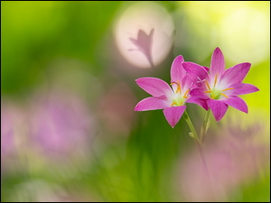 Kwiaty, Zephyranthes, Różowe, Dwa, Zefiranty