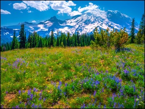 Stany Zjednoczone, Drzewa, Stan Waszyngton, Kwiaty, Łubin, Park Narodowy Mount Rainier, Łąka, Góry, Fioletowe