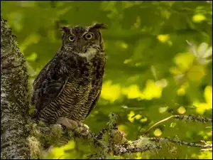 Gałązki, Ptak, Sowa, Puchacz