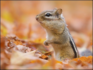 Liście, Gryzoń, Chipmunk, Jesienne