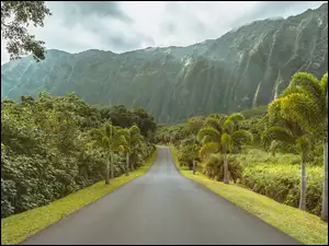 Góry, Drzewa, Stany Zjednoczone, Droga, Hawaje, Wyspa Kauai, Palmy