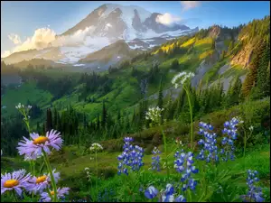 Stany Zjednoczone, Łubin, Wschód słońca, Kwiaty, Stratowulkan Mount Rainier, Łąka, Góry, Park Narodowy Mount Rainier, Fioletowe, Stan Waszyngton