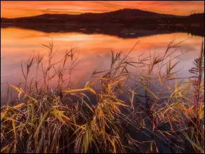 Szuwary, Jezioro, Trawa