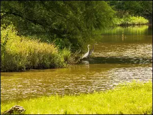 Czaple śnieżne pod wierzbą na jeziorze