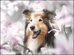 Owczarek szetlandzki w kwiatach magnolii