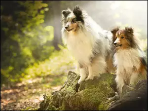Sheltie, Dwa, Psy, Owczarki szetlandzkie