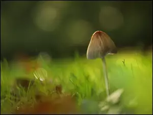 Rozmycie, Grzyb, Kapelusz, Trawa