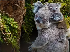 Matka, Koala, Drzewa, Las, Młody, Paprocie
