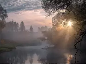 Przebijające światło, Mgła, Rosja, Wschód słońca, Obwód moskiewski, Drzewa, Rzeka Istra