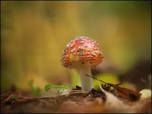 Grzyb, Muchomor czerwony