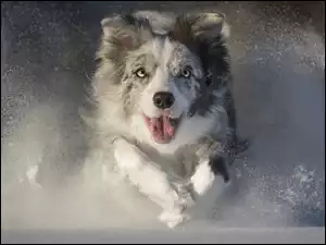 Biegnący w śniegu border collie