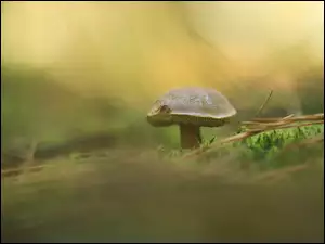 Grzyb, Podgrzybek, Trawa