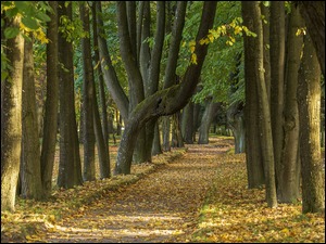 Opadłe liście na drodze