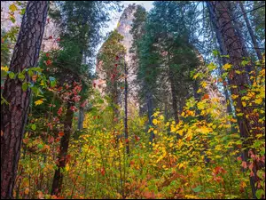 Park Narodowy Yosemite, Góry, Stany Zjednoczone, Jesień, Stan Kalifornia, Las, Drzewa