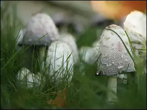 Zbliżenie, Czernidłaki, Grzyby, Trawa