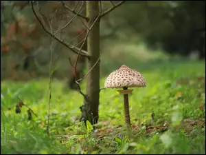 Czubajka kania, Grzyb