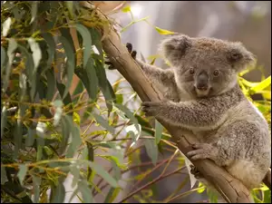 Eukaliptu, Koala, Drzewo