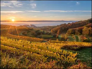 Kaiserstuhl, Plantacja, Niemcy, Wzgórza, Badenia-Wirtembergia, Wschód słońca, Winnice
