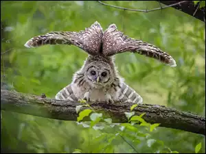 Sóweczka plamobrzucha