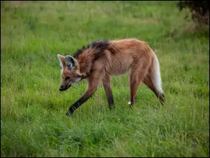 Wilk grzywiasty z Ameryki Południowej