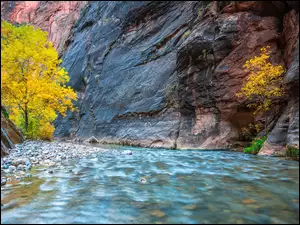Pożółkłe, Stany Zjednoczone, Kanion Zion Narrows, Drzewa, Stan Utah, Skały, Rzeka Virgin River, Park Narodowy Zion