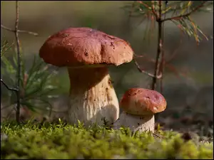 Ściółka, Grzyby, Borowiki, Mech