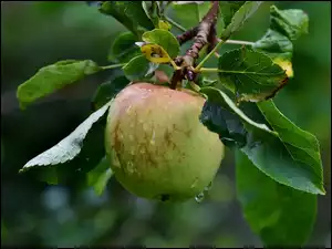Krople rosy na jabłku