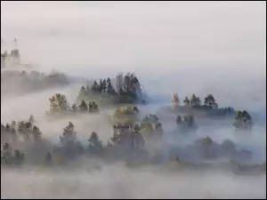 Zamglone drzewa