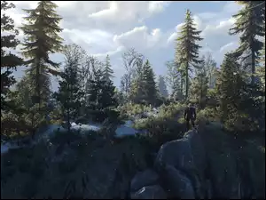 Wiedźmin 3 Dziki Gon, Witcher 3 Wild Hunt, Geralt, Gra, Skały, Drzewa, Las