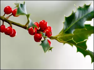 Holly