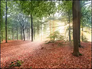 Słońce, Przebijające światło, Liście, Las, Opadłe, Gałęzie, Drzewa