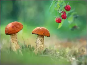 Maliny, Grzyby, Koźlarze czerwone