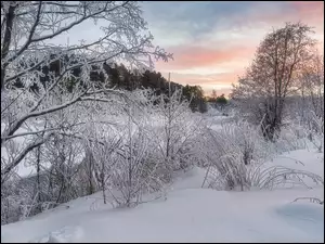 Ośnieżone krzewy nad rzeką zimową porą