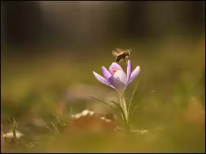 Pszczoła, Liliowy, Krokus