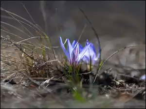 Krokusy, Trawa, Niebieskie, Kwiaty, Źdźbła