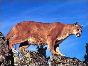 Puma