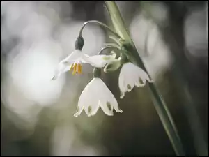 Śnieżyce w słońcu