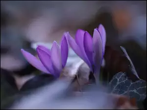 Dwa, Krokusy, Fioletowe, Kwiaty