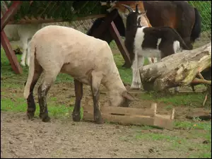 Owieczka, Zagroda