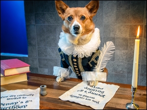 Welsh corgi pembroke w kaftanie z piórem przy biurku