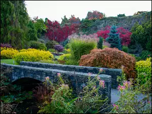 Krzewy, Park, Kolorowe, Drzewa