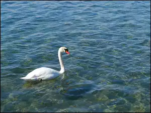Woda, Ptak, Biały, Łabędź