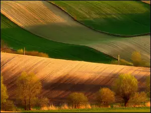 Drzewa na polu