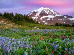 Stany Zjednoczone, Łąka, Stan Waszyngton, Mount Rainier, Park Narodowy Mount Rainier, Łubin, Drzewa, Góry, Stratowulkan