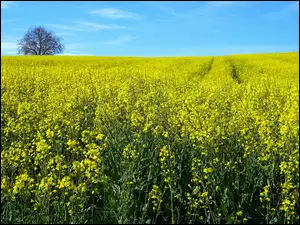 Rzepak letnią porą