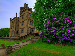 Rododendron do schodów prowadzących do zabytkowego domu Jacobiego we wschodnim Lancashire w Anglii