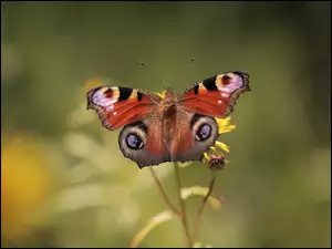 Owad, Rusałka pawik, Motyl