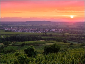 Winnice o zachodzie słońca