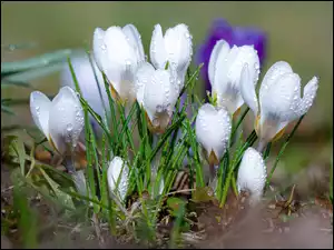 Krople, Kwiaty, Białe, Krokusy