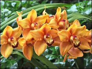 Kwiaty orchidei